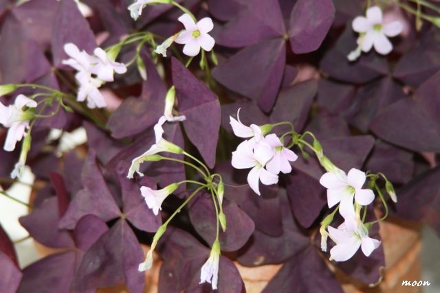 oxalis